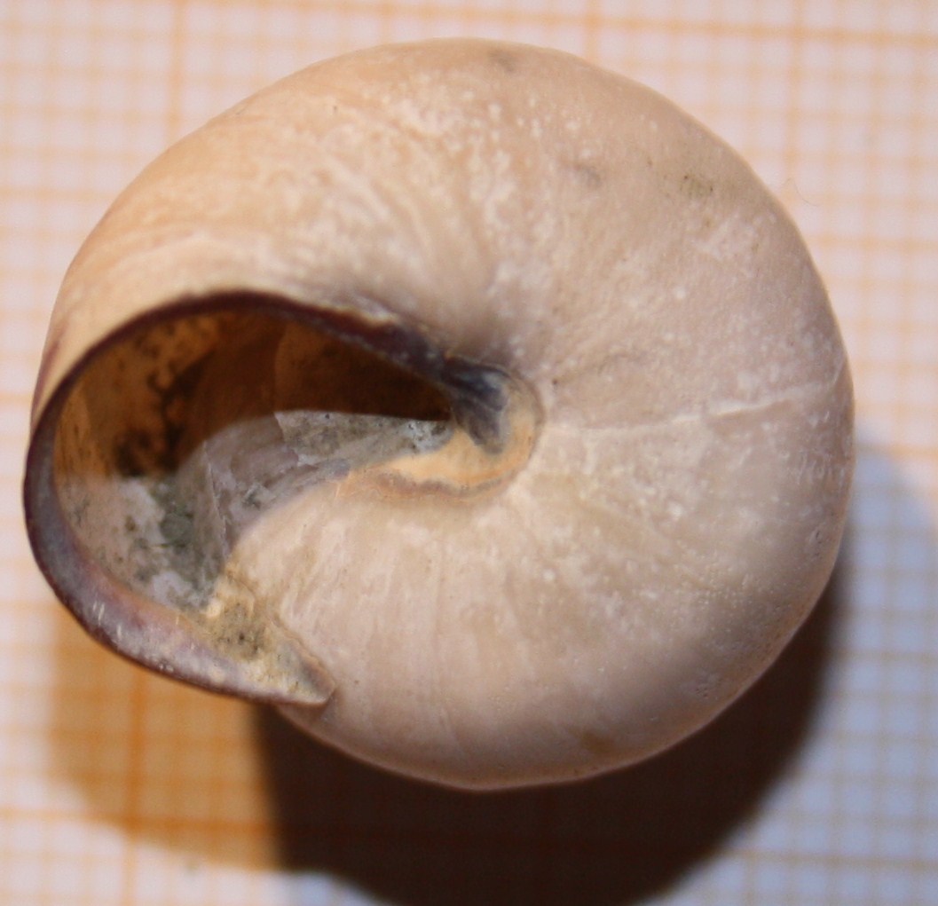 Cepaea nemoralis?